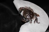 D Prepped Fossil Crab Pulalius From Washington #456-5